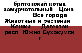 британский котик замурчательный › Цена ­ 12 000 - Все города Животные и растения » Кошки   . Дагестан респ.,Южно-Сухокумск г.